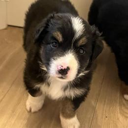 Buster - Black tri male Miniature Australian Shepherd puppy in Denair, California from CenCal Mini Aussies