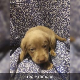 Australian Cattle Dog and Labrador Retriever Puppies from Trinity C Australian Cattle Dogs and Silver Labradors