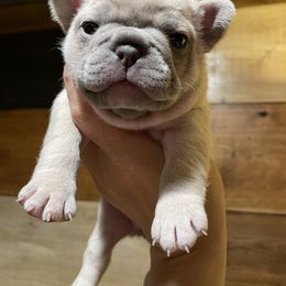 Boy 1 - French Bulldog puppy in New York from Lady French