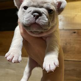 Boy 1 - French Bulldog puppy in New York from Lady French