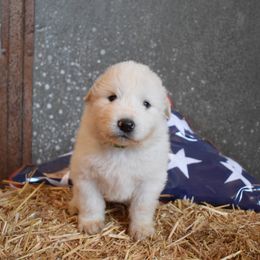 Scout - Great Pyrenees puppy in Arroyo Grande, California from Wild Bunch Ranch - Home of Le Patou Great Pyrenees