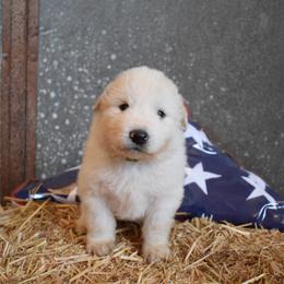 Scout - Great Pyrenees puppy in Arroyo Grande, California from Wild Bunch Ranch - Home of Le Patou Great Pyrenees