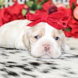 Patsy - Red roan female Cocker Spaniel puppy in Rattan, Oklahoma from Double M Cocker Spaniels