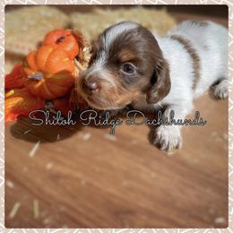 Dachshund Puppies from Shiloh Ridge Dachshunds