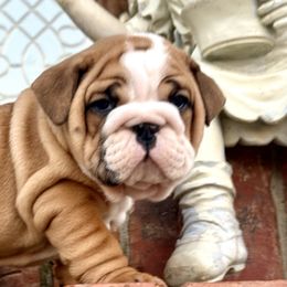 Teddy - Red and white male Bulldog puppy in Ben Lomond, Arkansas from Miesha Carver's Bulldogs