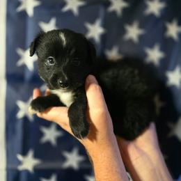 Birch - Black & white male Miniature Australian Shepherd puppy in Arlington, Texas from CopperHead Aussies