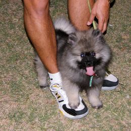 Keeshond Puppies from Pam Skinner's Keeshonds
