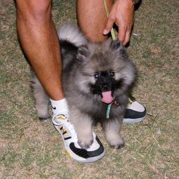Keeshond Puppies from Pam Skinner's Keeshonds