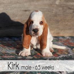 Kirk - Red and white male Basset Hound puppy in Jefferson City, Missouri from Triple Hill Farm