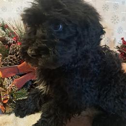 Sugar - Black and white female Sheepadoodle puppy in Cocolalla, Idaho from Kelley's Goldens Poodles and Doodles