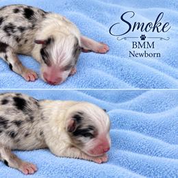 Smoke - Blue merle male Australian Shepherd puppy in Mount Sterling, Ohio from Northern Lights Working Dogs