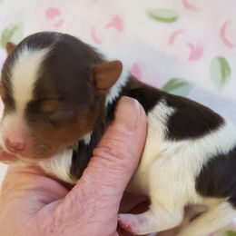 Yorkshire Terrier Puppies from Buffy's Little Blessings