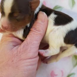 Yorkshire Terrier Puppies from Buffy's Little Blessings