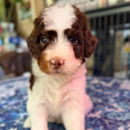Orion -with training - Phantom male Bernedoodle puppy in Boonville, North Carolina from Doods & Dolls
