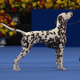 Blaze - Dalmatian