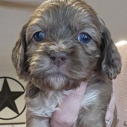 Pink Female - Brown and tan female Cockapoo puppy in Mocksville, North Carolina from Hunting Creek Kennels & Farm