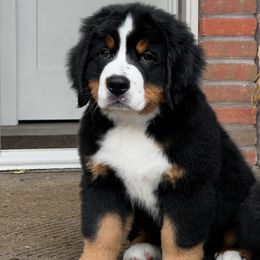 Bernese Mountain Dog and Pembroke Welsh Corgi Puppies from Highland Meadows