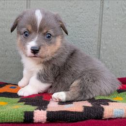 Bonnie - Blue merle and white female American Corgi puppy in Shawnee, Oklahoma from Sunray Ranch
