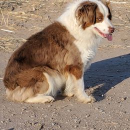 Peaches  - Miniature American Shepherd