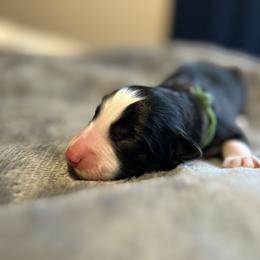 Turnip - Black and white male Border Collie puppy in Franklin, Maine from Broad Meadow Borders