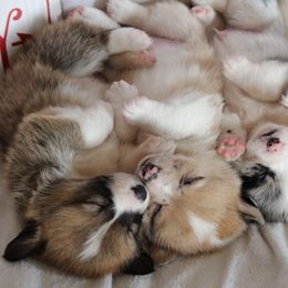 American Corgi and Pembroke Welsh Corgi Puppies from Abundant Joy Corgis