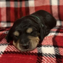 Prancer - Black and cream male Dachshund puppy in Biloxi, Mississippi from Southern Doxies Ms