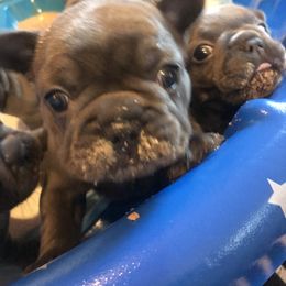 French Bulldog Puppies from Crooked C Ranch