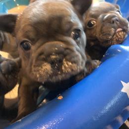French Bulldog Puppies from Crooked C Ranch