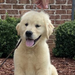 Golden Retriever Puppies from Graceful Golden Retrievers