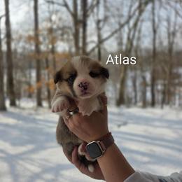 Atlas - Red and white male American Corgi puppy in Centerville, Tennessee from Katerina's American Corgis