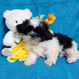 Havanese and Shih Tzu Puppies from Locust Creek Shih Tzu & Havanese
