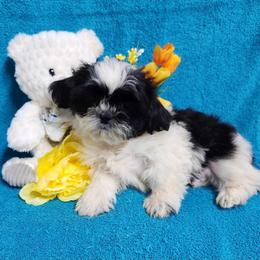 Havanese and Shih Tzu Puppies from Locust Creek Shih Tzu & Havanese