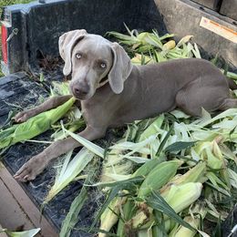 Weimaraners from JK Silver Weimaraners