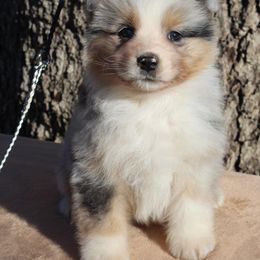 Australian Shepherd Puppies from Haulin Aussies