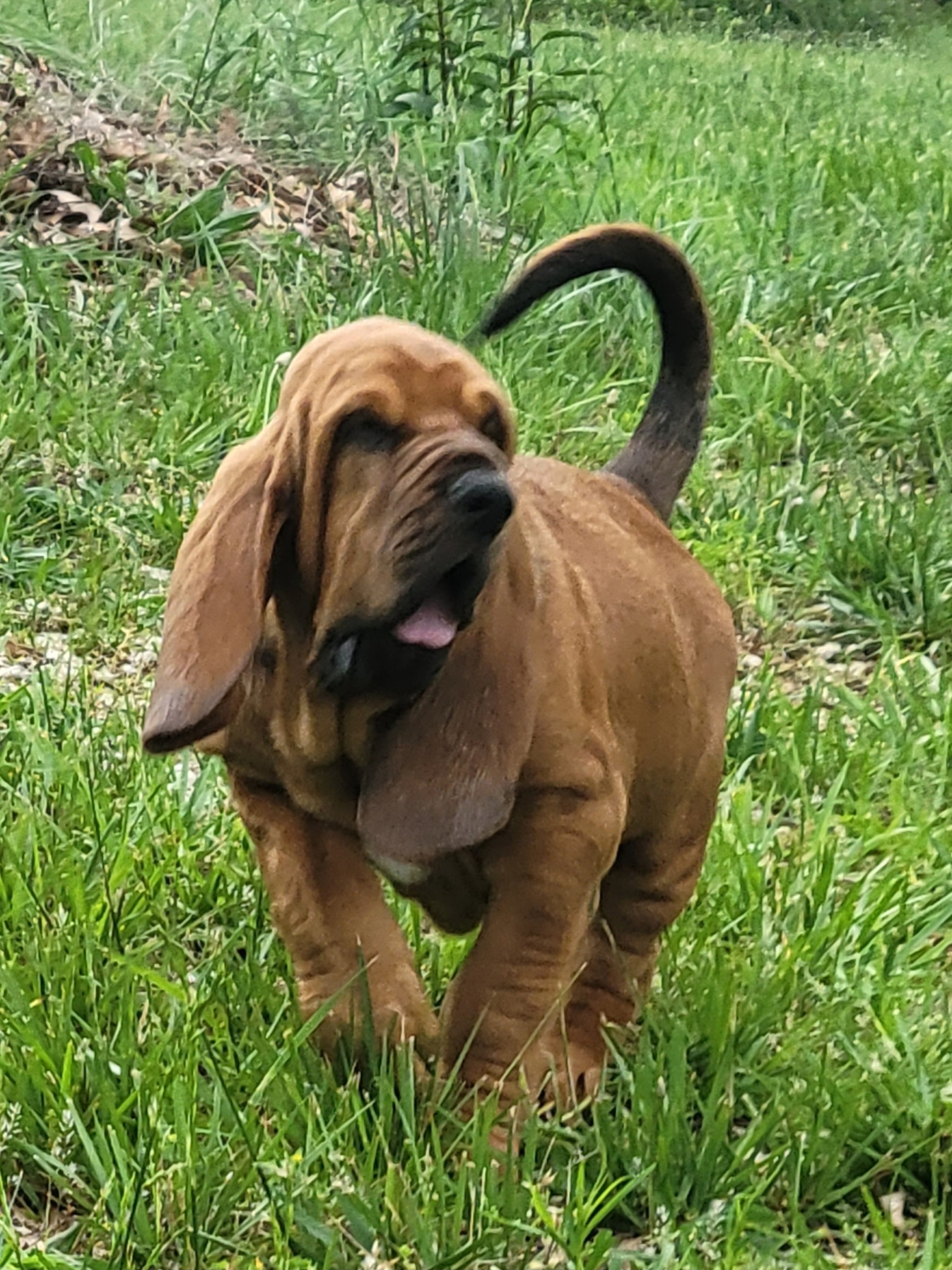 Bloodhound Puppies from KRC Ozark Mountain Bloodhounds