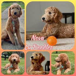 Goldendoodle Puppies from Lu Doodles