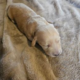 Preacher - Red male Dachshund puppy in Lebanon, Oregon from Willow Moons Dachshunds