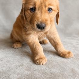 Johnny - Dark golden male Golden Retriever puppy in Underwood, Iowa from Picklebee Acres