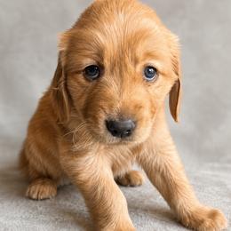 Johnny - Dark golden male Golden Retriever puppy in Underwood, Iowa from Picklebee Acres
