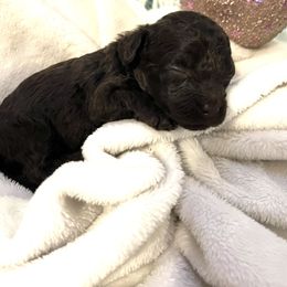 Cookie - Brown female Maltipoo puppy in Hephzibah ( Richmond County ), Georgia from Healing Pawz LLC
