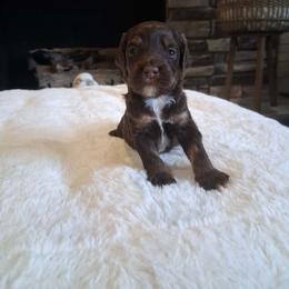 Chocolate phantom - Brown white and tan male Cockapoo puppy in Howell, Michigan from Robbin's Treasures
