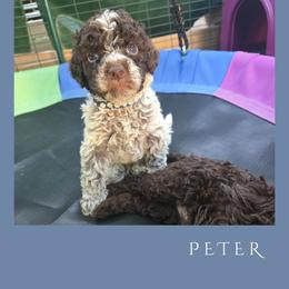 Boy 4 - Brown roan male Lagotto Romagnolo puppy in Salida, California from Harper's Lagotti