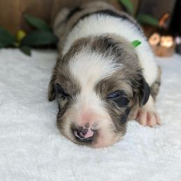 Green collar - Blue merle male Australian Shepherd puppy in Coulee City, Washington from Mr and Mrs Doodle Farm