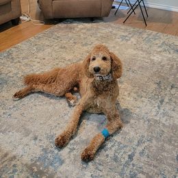 Bernedoodle and Poodle All Grown Up from Sweet Tea Kennels