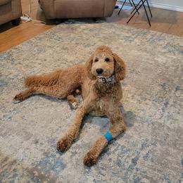 Bernedoodle and Poodle All Grown Up from Sweet Tea Kennels