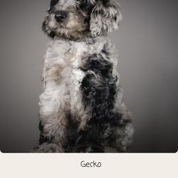 Gecko - Merle female Goldendoodle puppy in Caldwell, Idaho from Boise Doodle Co.