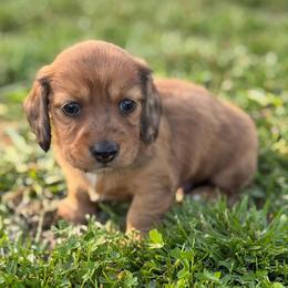 Murphy - Dapple male Dachshund puppy in Greenup, Kentucky from Tygart Creek Dachshunds