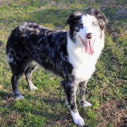 NiKi - Australian Shepherd