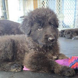 Green Girl - Shiloh Shepherd puppy from Stunning Shiloh Shepherds