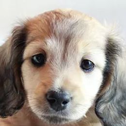 Dachshunds from C C Doxies